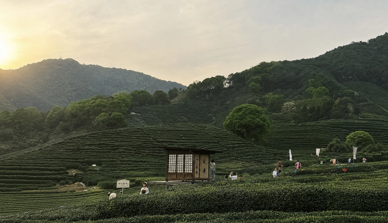 Longjing tea fields in the mountains outside Hangzhou